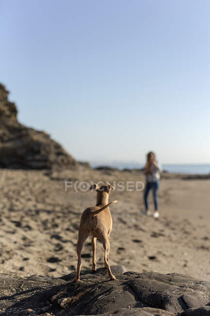 Beautiful middle-aged brunette woman playing with Italian greyhound dog on the beach — Stock Photo