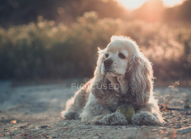 Funny american cocker spaniel dog lying on ground between plants at sunset — Stock Photo