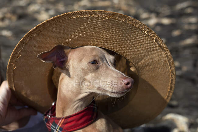 Piccolo cane levriero italiano in spiaggia. Soleggiato. Mare. — Foto stock