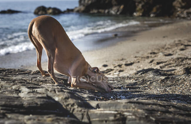Kleiner italienischer Windhund spielt mit Sand am Strand. Sonnig. Meer. — Stockfoto