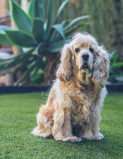 Смешная американская кокер-спаниель собака сидит на зеленой лужайке в саду и смотрит в камеру — стоковое фото