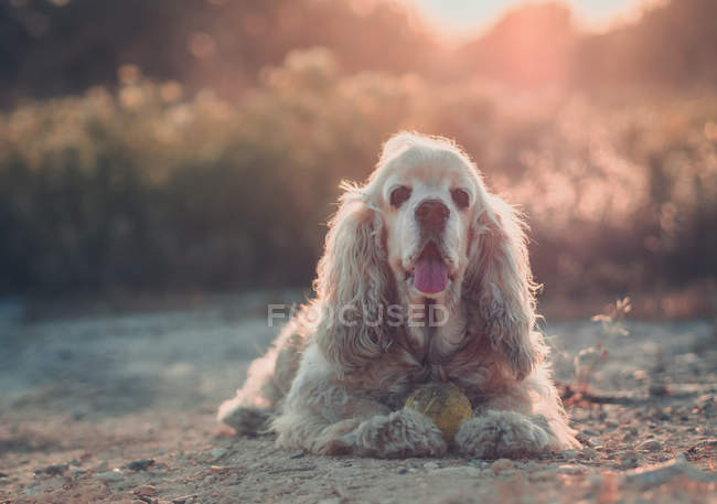 Funny american cocker spaniel dog lying on ground with ball between plants at sunset — Stock Photo
