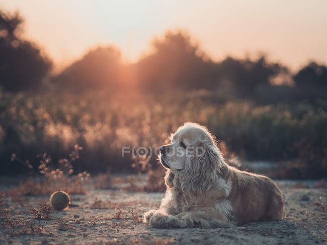 Lustiger amerikanischer Cocker Spaniel Hund liegt bei Sonnenuntergang auf dem Boden zwischen Pflanzen — Stockfoto