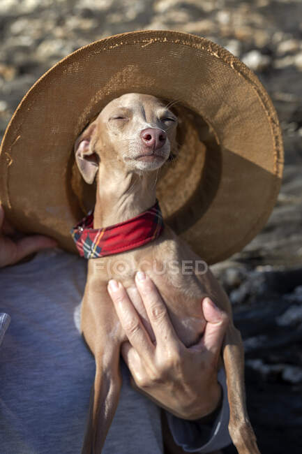 Petit chien lévrier italien sur la plage. Ensoleillé. Mer. — Photo de stock