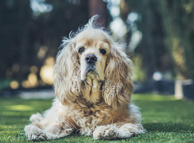 Funny american cocker spaniel dog lying on green lawn and looking at camera — Stock Photo