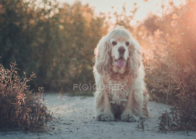Cute american cocker spaniel dog sitting on ground at sunset — Stock Photo