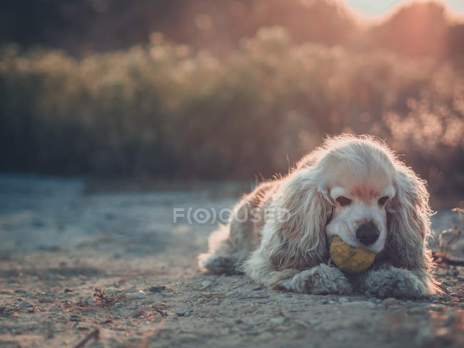 Engraçado americano cocker spaniel cão deitado no chão entre plantas com bola na boca — Fotografia de Stock
