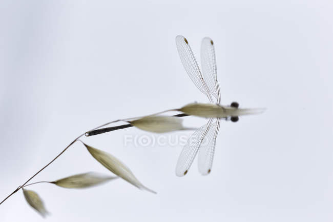Foto pittorica di libellula appesa al ramoscello su sfondo bianco — Foto stock