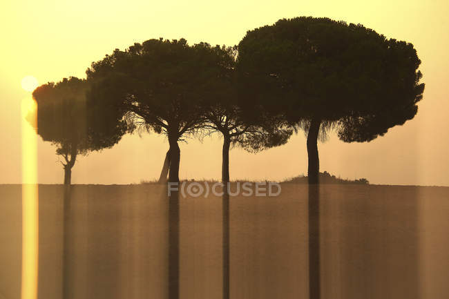 Paisagem pictórica de árvores desfocadas em vale seco contra o céu por do sol — Fotografia de Stock
