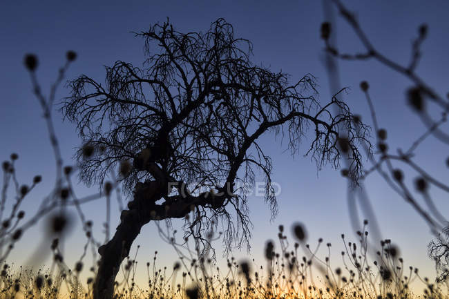 Яркие солнечные лучи, сияющие сквозь дерево на поле под ясным голубым небом — стоковое фото