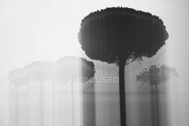 Black and white pictorial landscape of defocused trees in field — Stock Photo