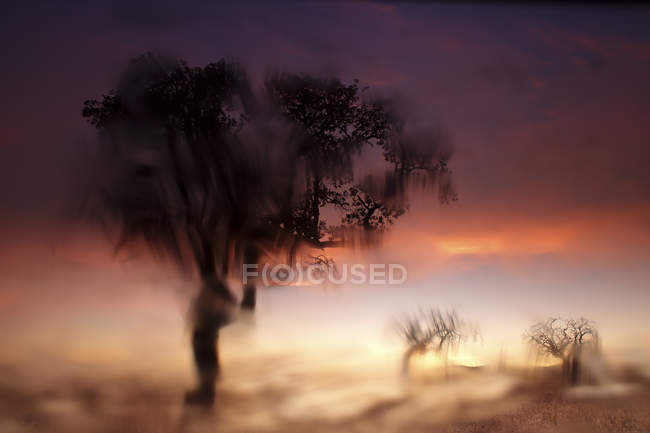 Pictorial landscape of defocused trees in field against sunset sky — Stock Photo