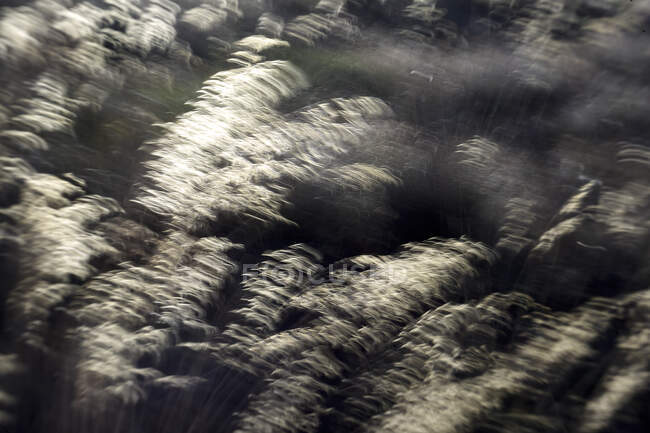 Фотографія на малюнку з небагатьох золотих гілочок на тлі яскравого білого неба (Іспанія). — стокове фото
