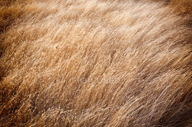 Dy campo di grano marrone villafafila. Zamora — Foto stock
