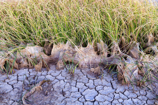 Campo de hierba verde creciendo cerca del lodo seco, Villafafila - foto de stock