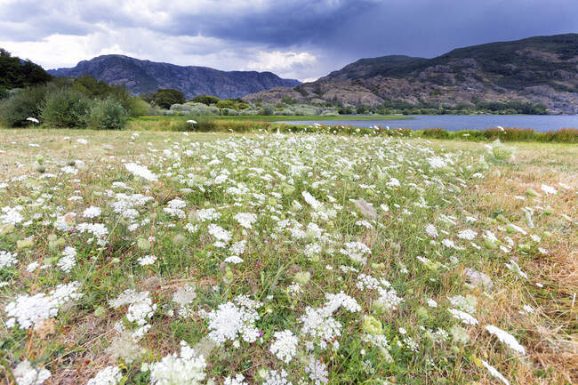 Wiese mit weißen Blumen vor dem Hintergrund des abgelegenen Sees und der Berge unter dunklem Himmel, Villafafila — Stockfoto