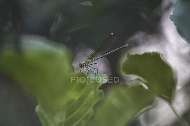 Foto pictórica de dragão-mosca pendurada na planta no fundo branco — Fotografia de Stock
