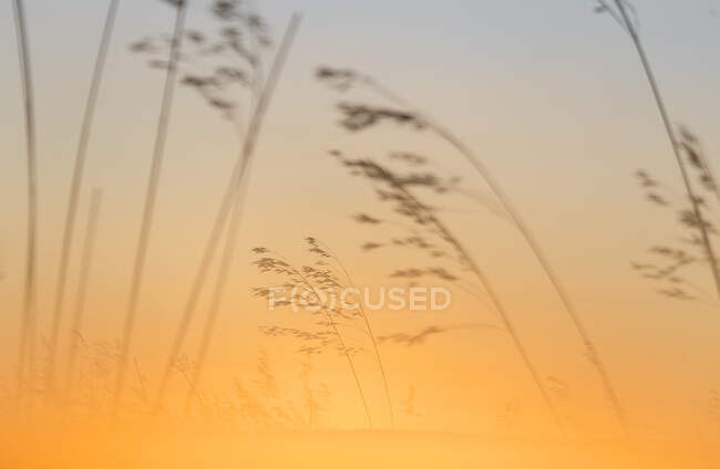 Pictorial art photo of few golden plant twigs against bright yellow sky, Spain — Stock Photo