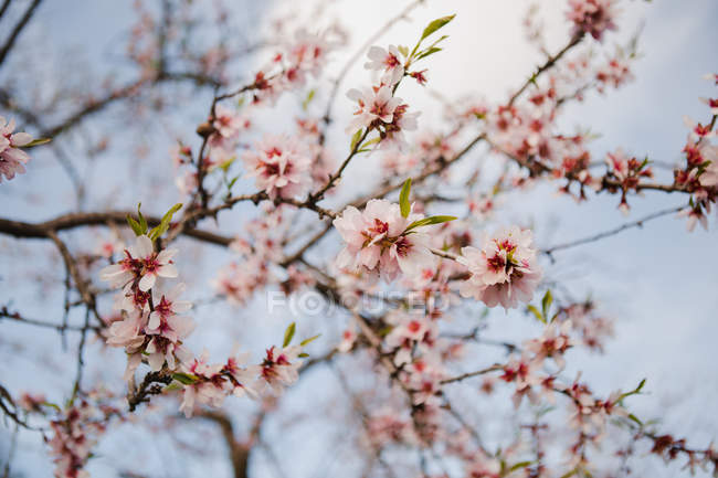 Closeup of twig of blooming fruit tree on background of blurred sky — Stock Photo