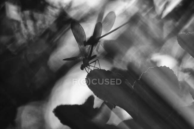 Foto pictórica de la mosca de dragón colgando en la planta sobre fondo blanco - foto de stock