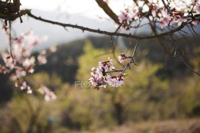 Gros plan de rameau d'arbre fruitier en fleurs sur fond de paysage rural avec des collines — Photo de stock
