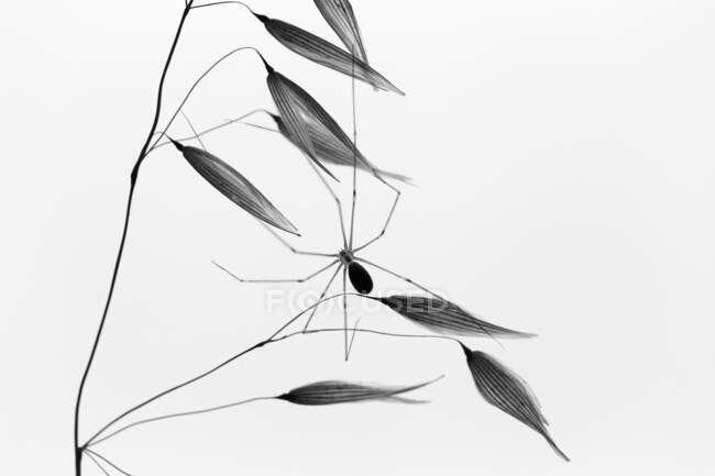 Black and white pictorial photo of spider hanging on twig on white background — Stock Photo