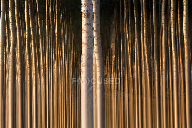 Foto pittorica di una foresta tranquilla con lunghi tronchi d'albero, Spagna — Foto stock