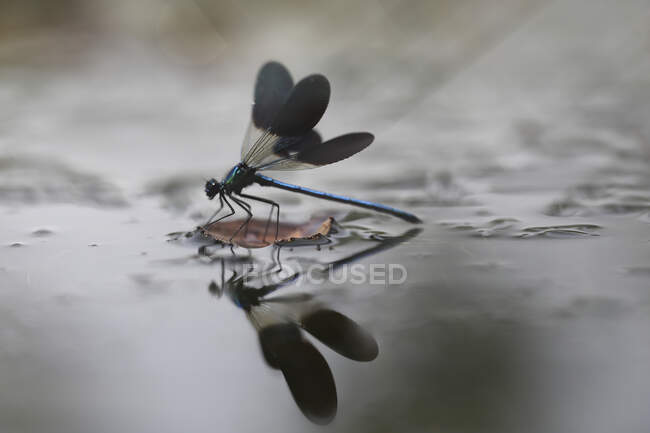 Photo illustrée de libellule accrochée à une brindille sur fond blanc — Photo de stock