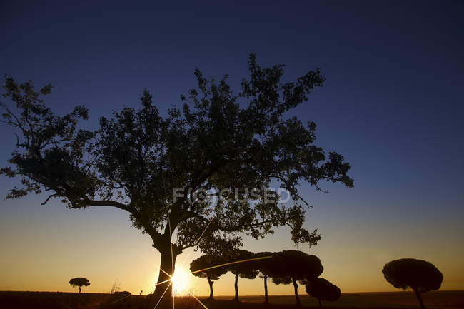 Baumsilhouette im wilden Tal gegen den farbenfrohen Himmel bei Sonnenuntergang, villafafila — Stockfoto