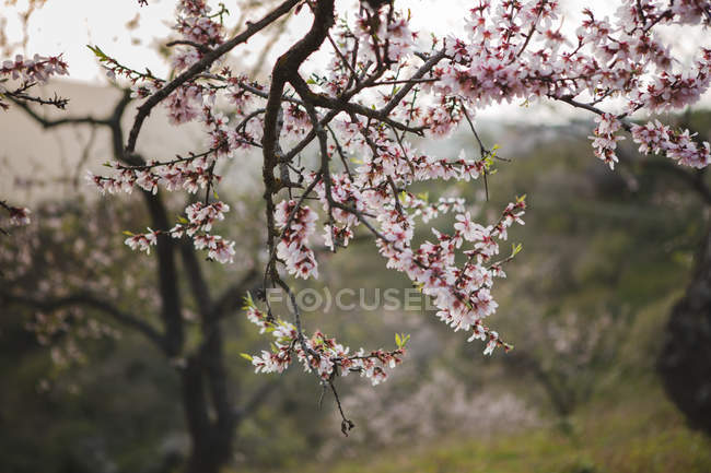 Крупним планом гілочка квітучого фруктового дерева на фоні сільського ландшафту з пагорбами — стокове фото