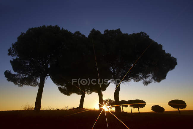 Silueta de árboles en valle salvaje contra cielo colorido del atardecer, Villafafila - foto de stock