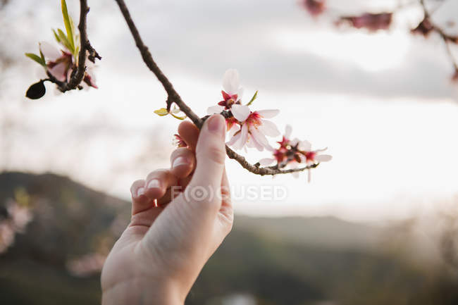 Closeup of female hand holding branch of blooming fruit tree in garden on blurred background — Stock Photo