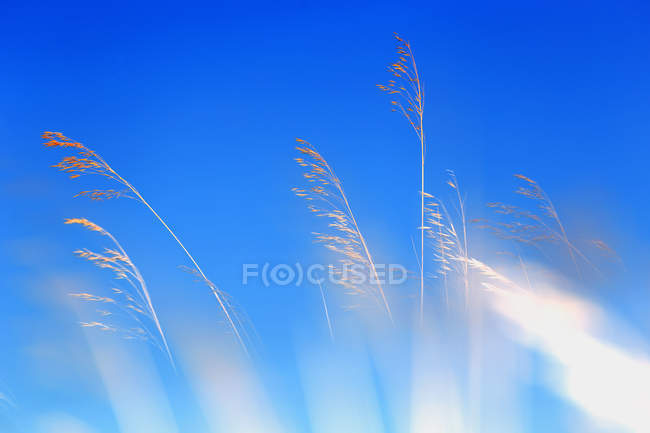 Vista pictórica de algunas ramitas de plantas doradas contra el cielo azul brillante - foto de stock