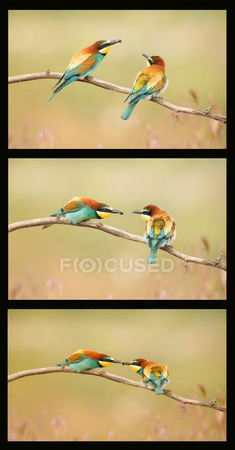 Set of shots of bright bee eaters sitting on branches on blurred background — Stock Photo