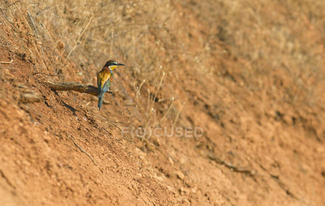 Colorful bee eater perched on branch on hill — Stock Photo