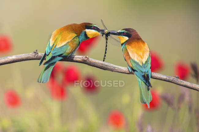 Colourful bee eaters sitting on branch and catching dragonfly on blurred background — Stock Photo