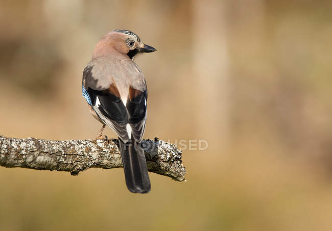 Vista posteriore di uccello selvatico ghiandaia seduto su ramo d'albero su sfondo sfocato — Foto stock