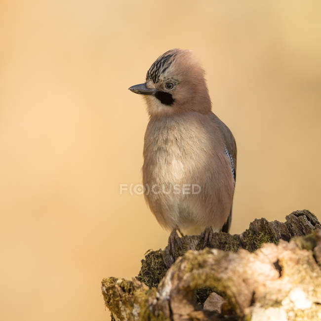 Back view of wild jay bird sitting on tree branch on blurred background — Stock Photo
