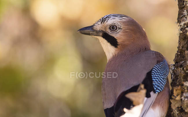 Visão traseira do pássaro jay selvagem sentado no galho da árvore no fundo embaçado — Fotografia de Stock