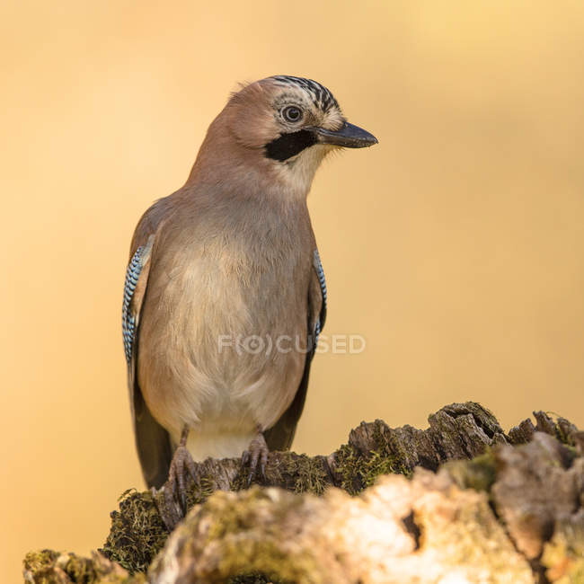 Closeup of wild jay bird perching on tree branch on blurred background — Stock Photo