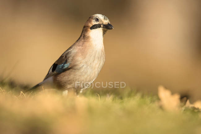 Closeup wild jay bird perching on grass on blurred background — Stock Photo