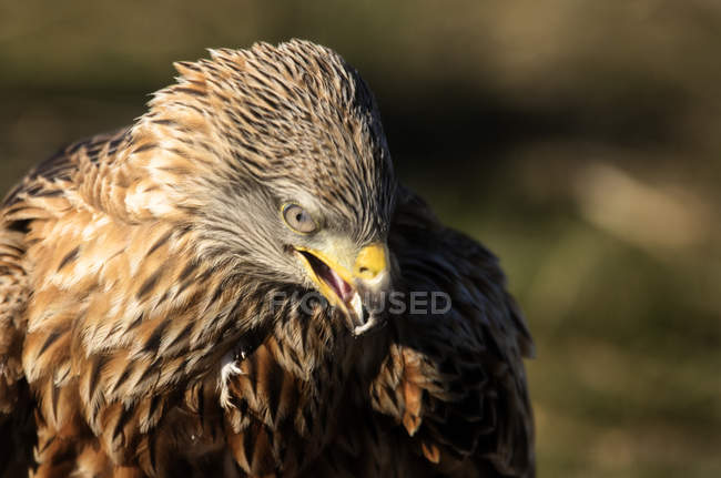 Furioso selvagem águia closeup no fundo borrado — Fotografia de Stock