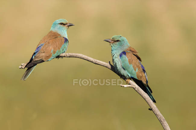 Colourful bee eaters sitting on branch on blurred background — Stock Photo