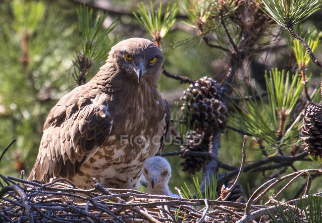 Жахливий дикий орел дивиться на камеру і сидить біля маленького птаха в гнізді між хвойними гілками — стокове фото