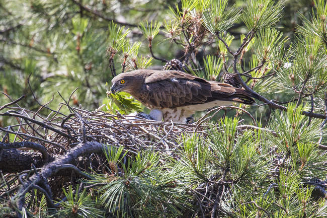 Águia selvagem furiosa perto de passarinho no ninho entre galhos coníferas — Fotografia de Stock