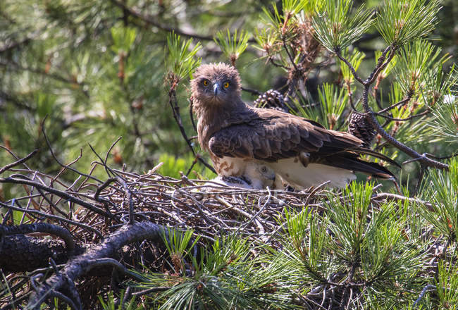 Águila salvaje furiosa mirando a la cámara y sentada cerca de un pajarito en el nido entre ramitas de coníferas - foto de stock