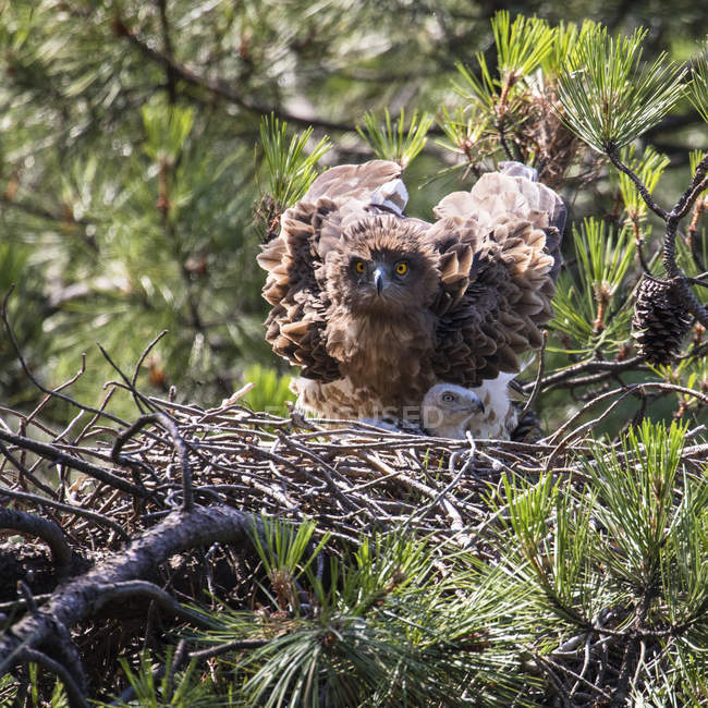 Яростный дикий орел смотрит в камеру и защищает маленькую птичку в гнезде между хвойными ветками — стоковое фото