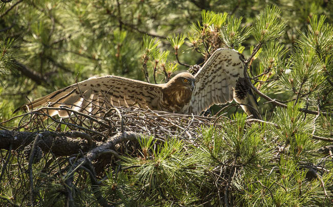 Águia selvagem furiosa sentada no ninho entre galhos de coníferas — Fotografia de Stock