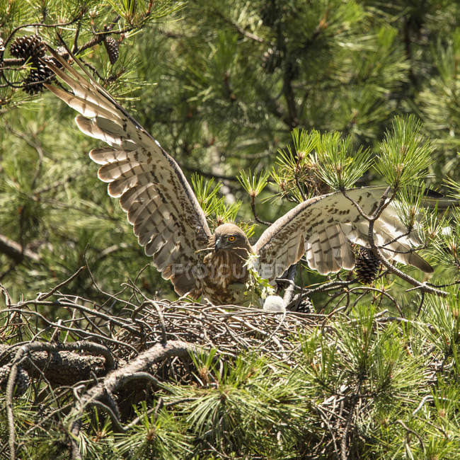 Aquila selvatica furiosa vicino a uccellino in nido tra ramoscelli di conifere — Foto stock