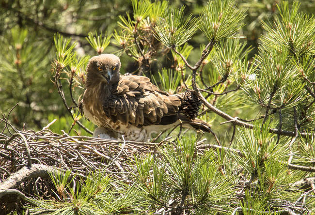Aigle sauvage furieux regardant la caméra et assis près du petit oiseau dans le nid entre les brindilles de conifères — Photo de stock